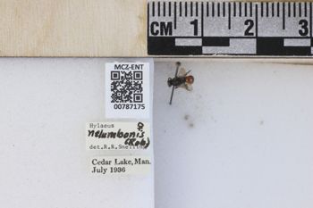 Media type: image;   Entomology 787175 Aspect: labels
